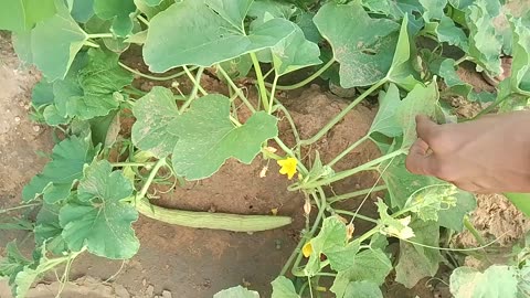 Fasl farming