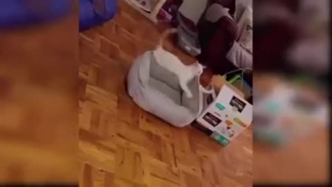 These Actions of Cute Animals will Change your mood.