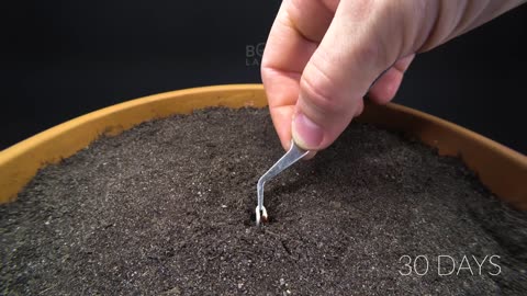 APPLE TREE Growing From Seed TIME LAPSE - 171 Days