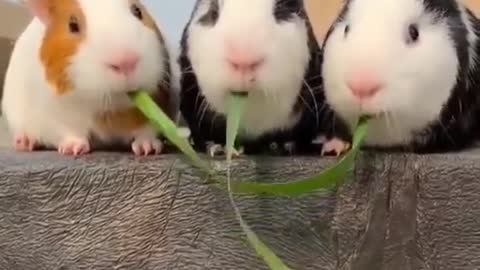 Happy moment, cute and cute funny video(6)