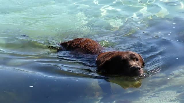 Cute dog swimming