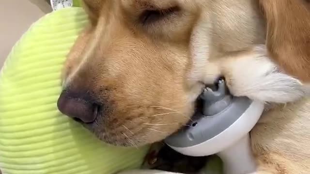 The golden retriever fell asleep during the massage