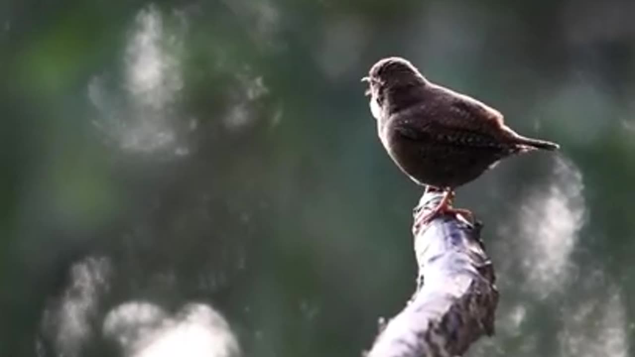 birds_wren_suara_pedes
