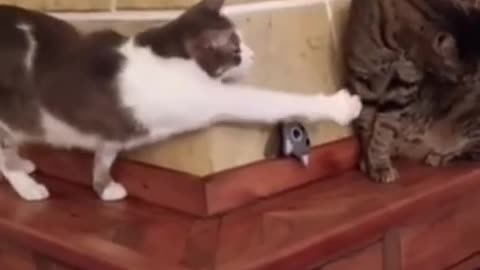 Try Not To Laugh Cats Cute Reactions - Funny Cat Videos #92