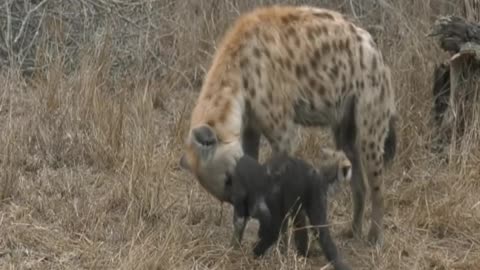 Animal