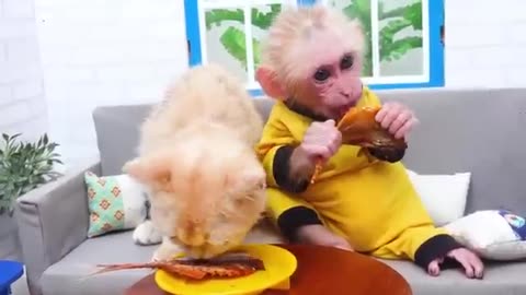 Smart bim bim, funny Video, cute monkey going for fishing