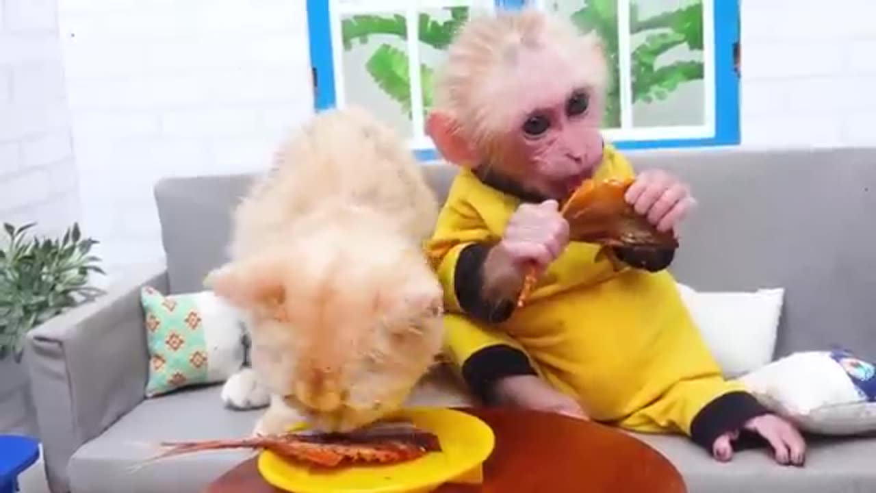 Smart bim bim, funny Video, cute monkey going for fishing