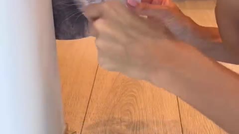 The cat's reaction to the picture 🤣#cats t#shorts