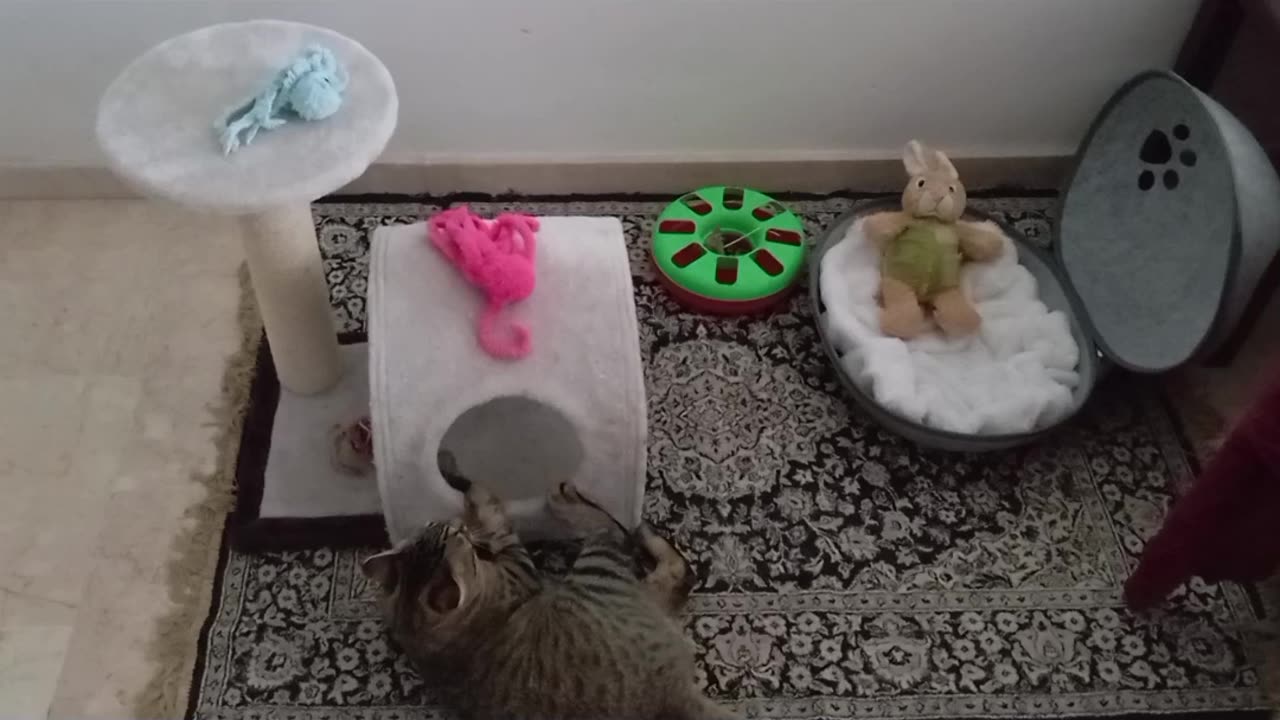 Santa 🎅🏻 loves his playground! 😻