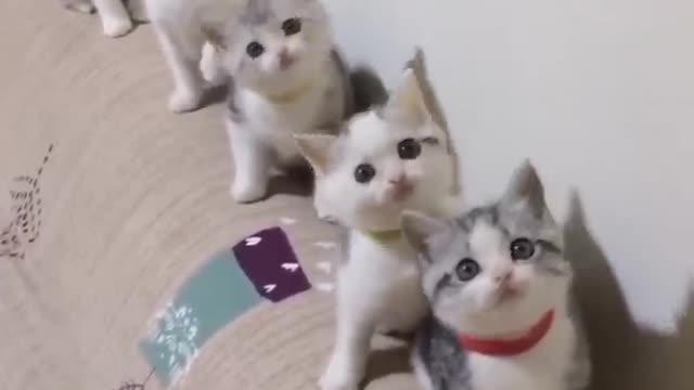 Cat funny cat...cat videos