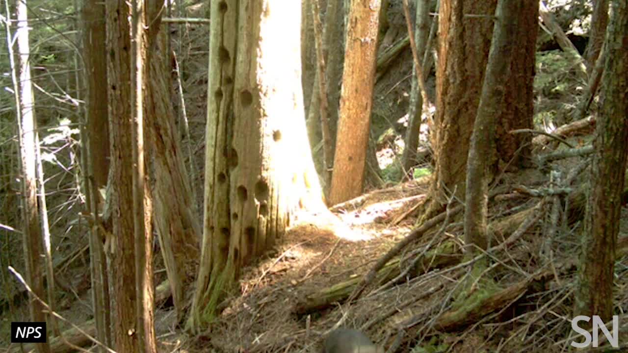 Fisher mom carries her kits down from their tree den