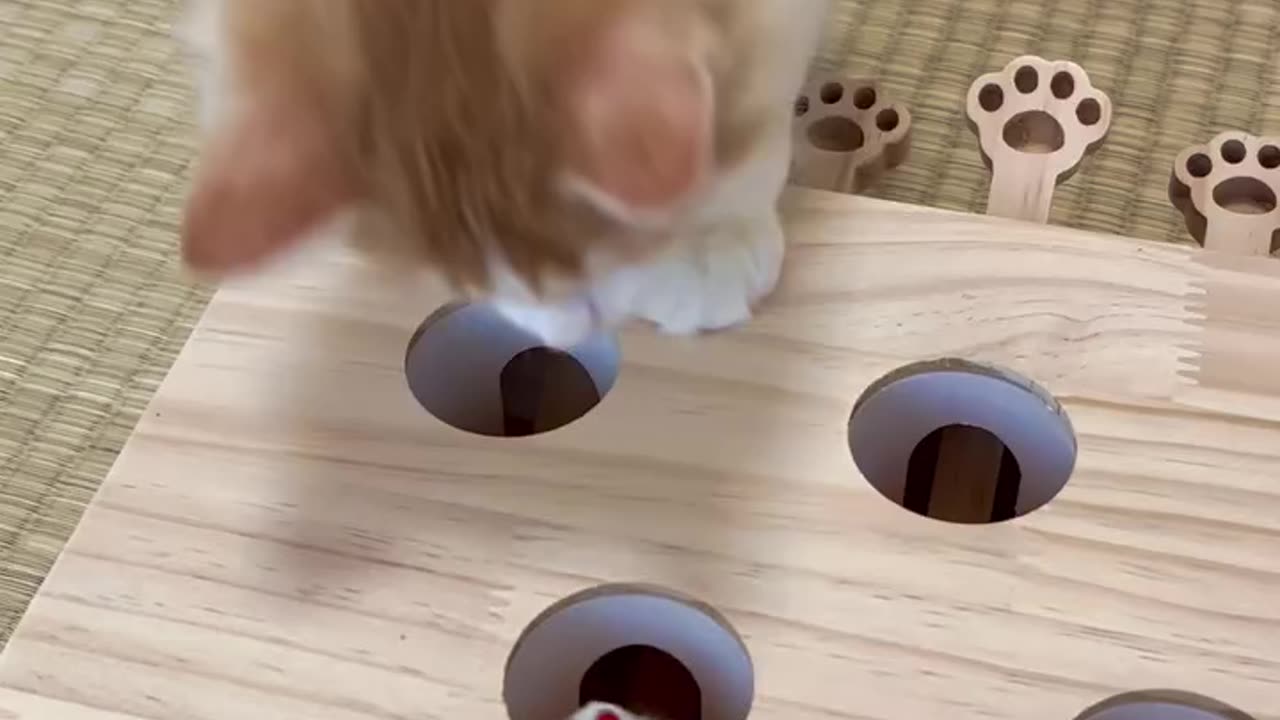 It is so funny | 🤣🤣🤣 cat playing 😂😂