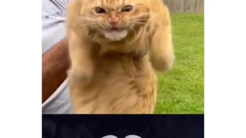 Something special cat video