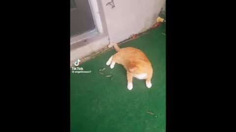 Funny _cat_comedy video 2023