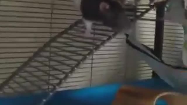 oMG cat and rat funny