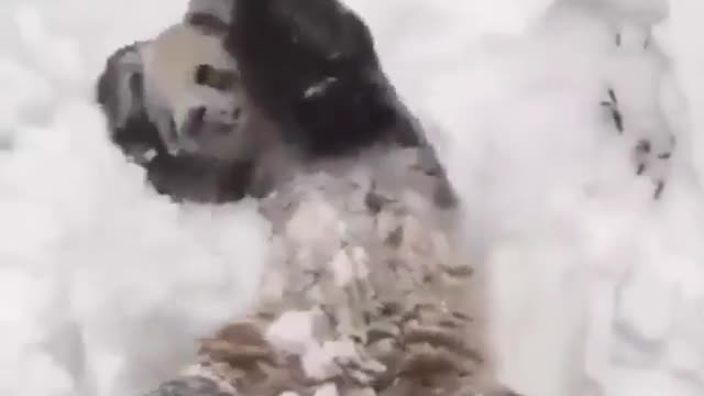 A panda sees snow for the first time