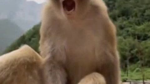 Monkey