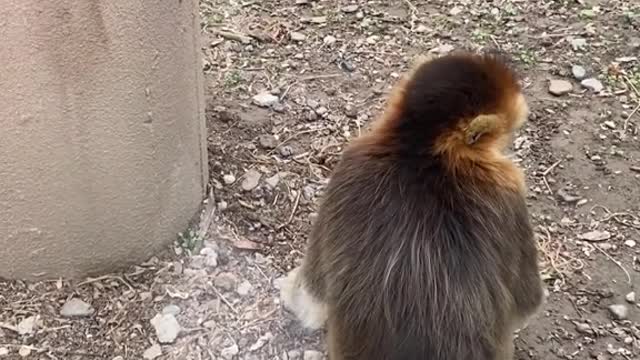 The handsome golden snub-nosed monkey