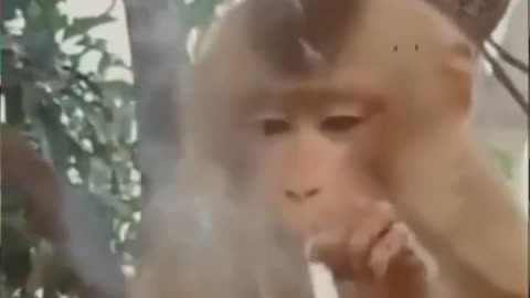 Smoking Monkey