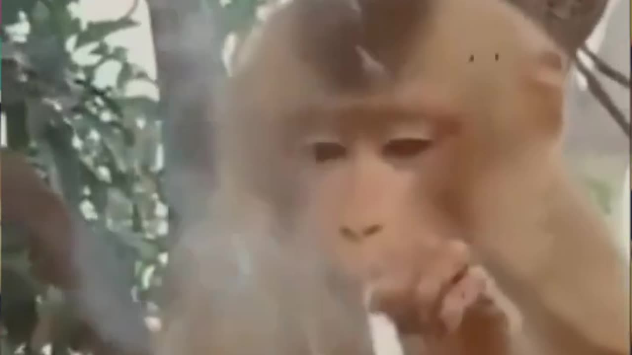 Smoking Monkey