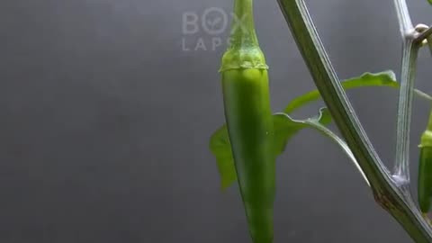 842 Days in 3 mins | A Time-Lapse Journey of Plant Growth