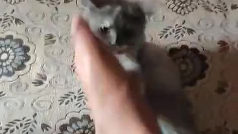 cat video