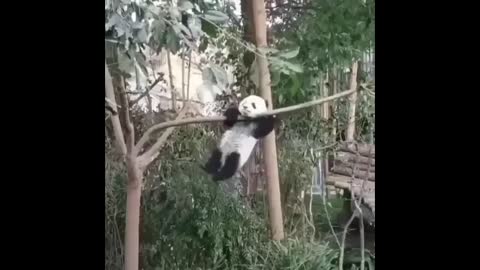 Cute Animals - Cute Baby Panda Videos Compilation