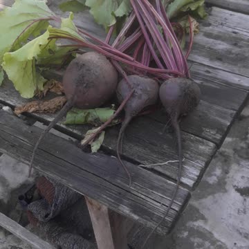Early beet harvest