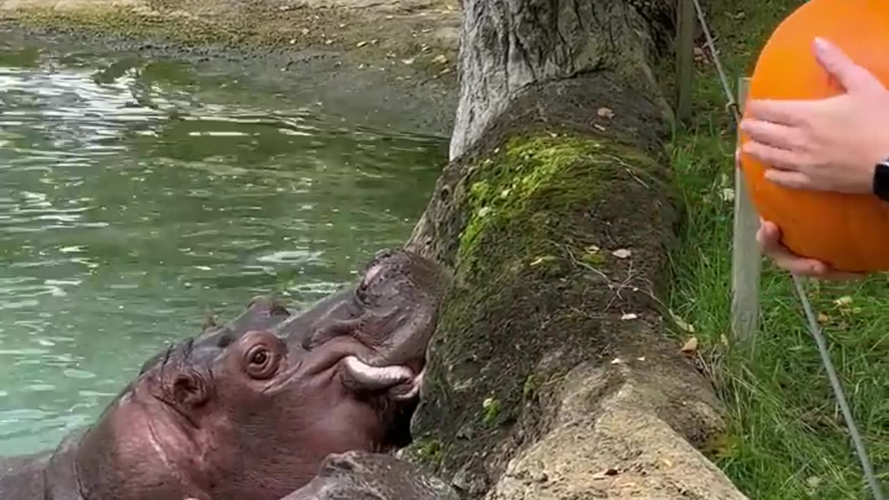 Feeding hippo