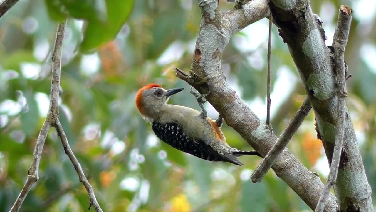 A small bird in a tree