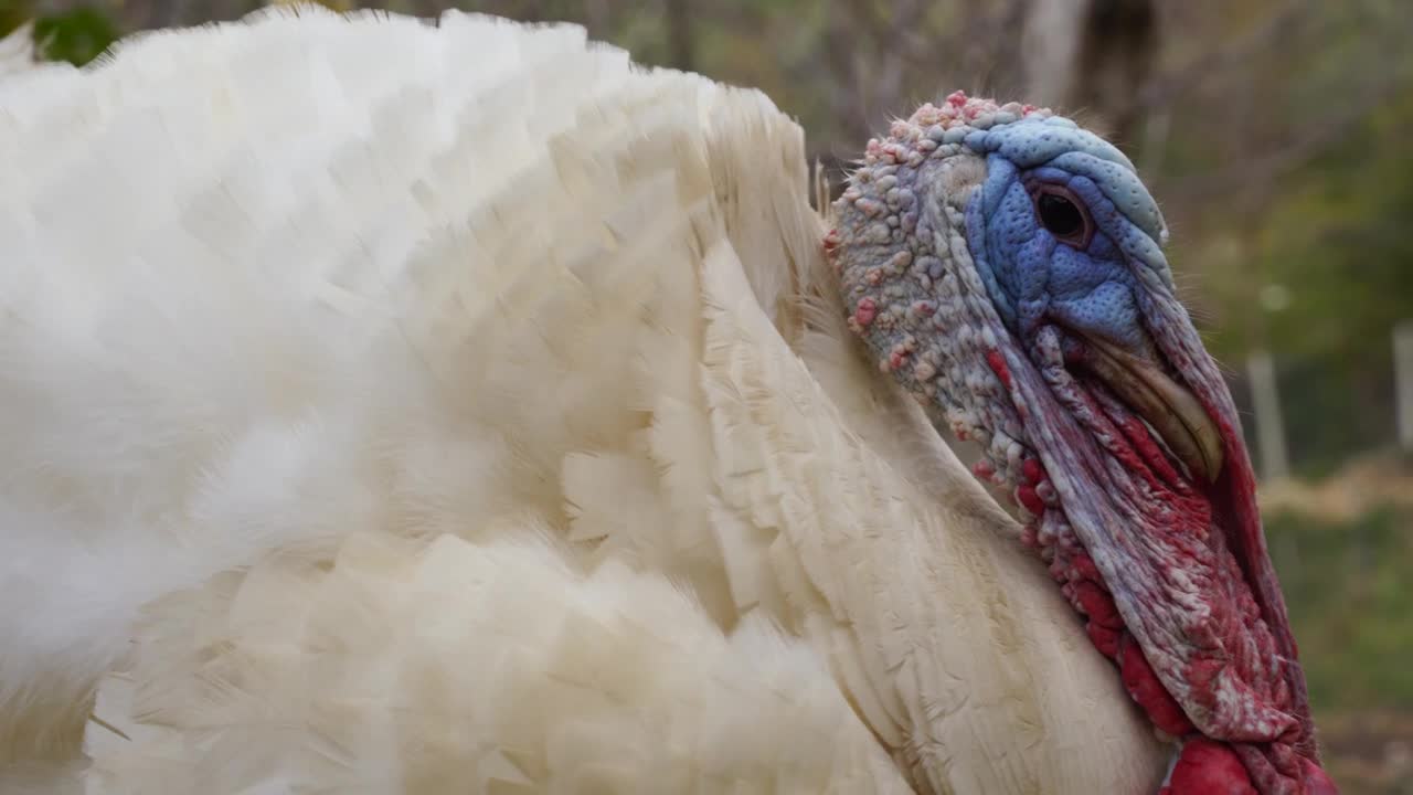 TURKEY#ANIMALS#LIVE