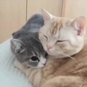 Cute Cats