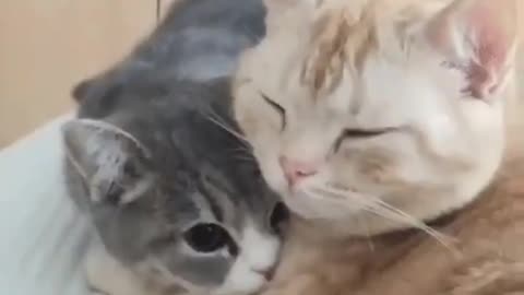 Cute Cats