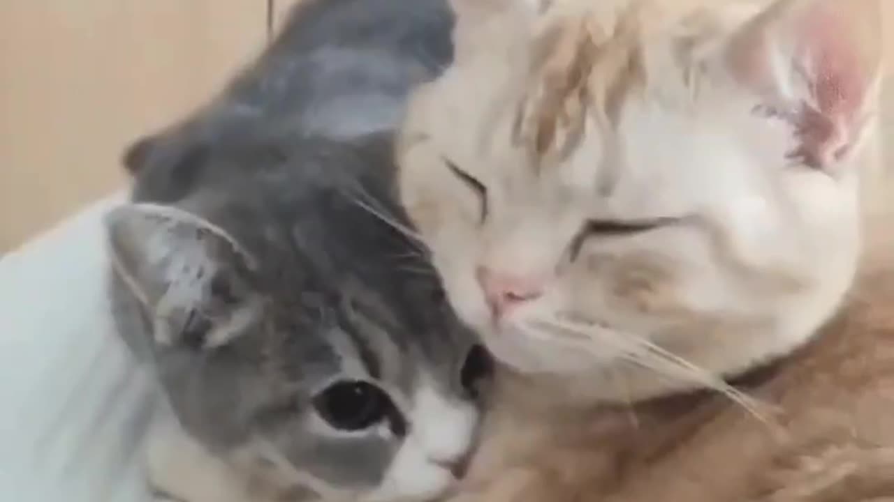 Cute Cats