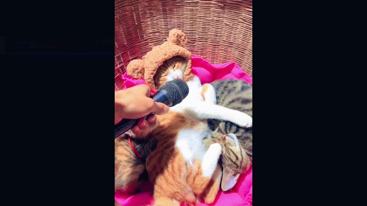 The Daily Lives of Meowing Stars A Nonstop Laught