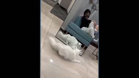 cat fight with youself in mirror