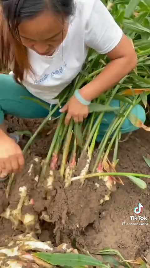 Vegetable and fruits