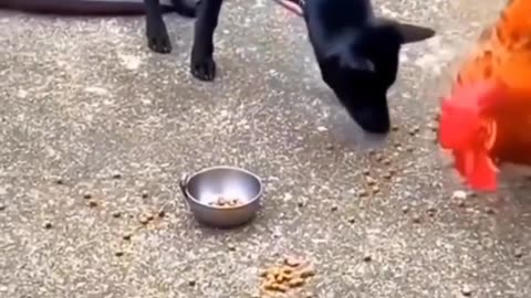 Funny Videos