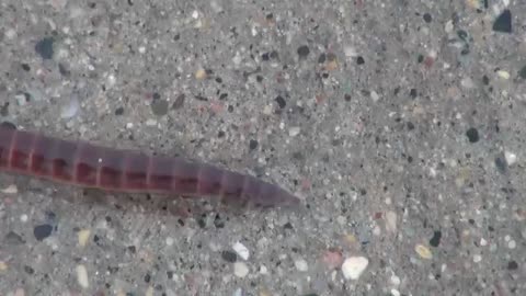 Earthworm (Lumbricus) Locomotion_Cut