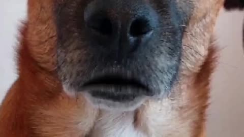 Truth Pups - News & Update on Israel