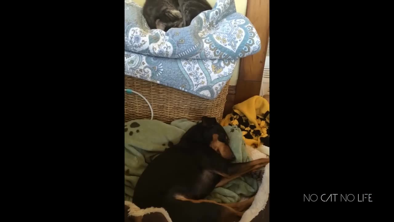 FUNNY CATS VS DOGS COMPILATION