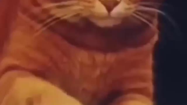 Cat funny reaction