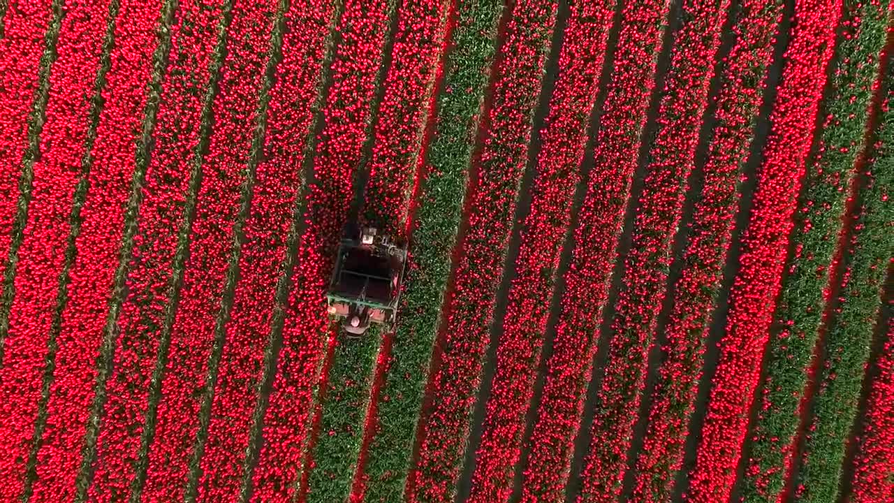 Amazing Tulip Fields