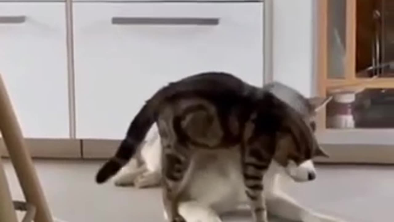Cat terrorizing a dog