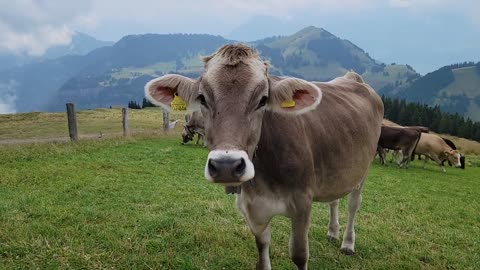 Switzerland - Mount Rigi