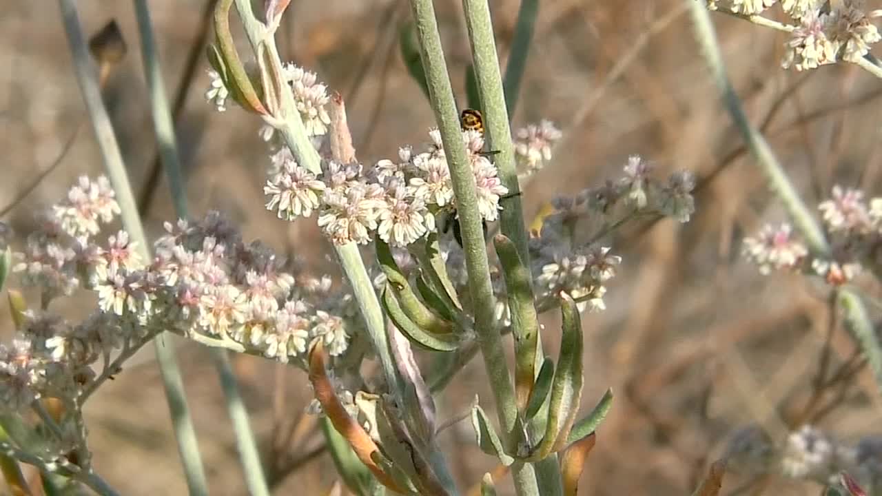 Apache Spider Meal