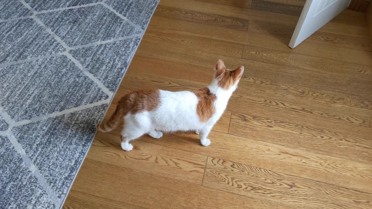 Neighbours Cat Attacks My Cat For Sniffing His Butt