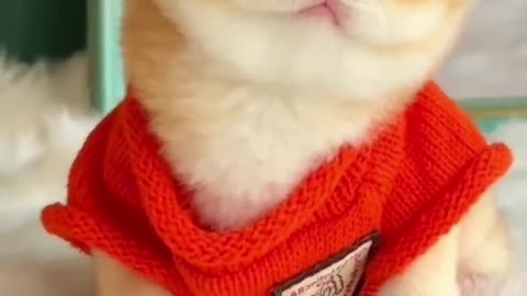 Cute cats with smile