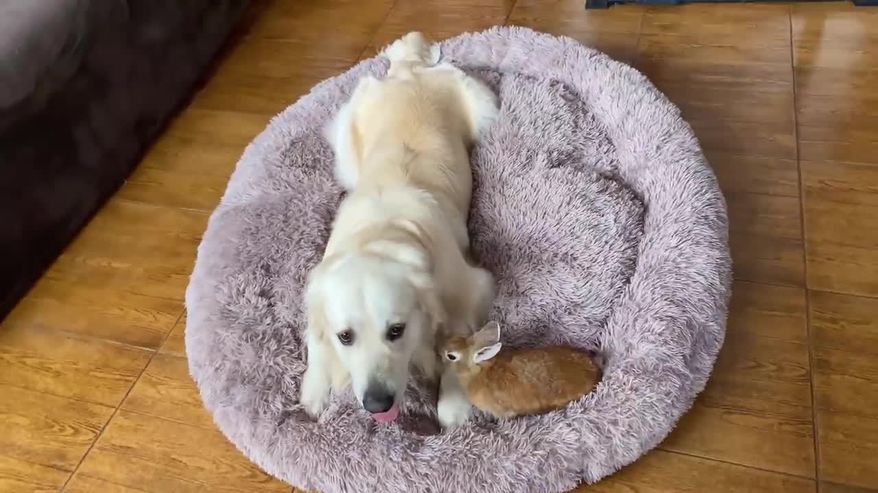 My Dog's Reaction When His Bed Was Taken Away [by Rabbits]