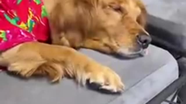 Every time the subsistence allowance goes down, it will improve the dog's life.